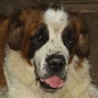 1758 Email Directions. . St bernard rescue ohio
